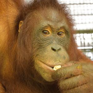 10 More Orangutans Released Back Into The Wild From Nyaru Menteng!