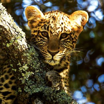 An Update From The Shamwari Conservation Experience 