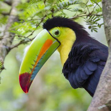 Things To Do In Costa Rica