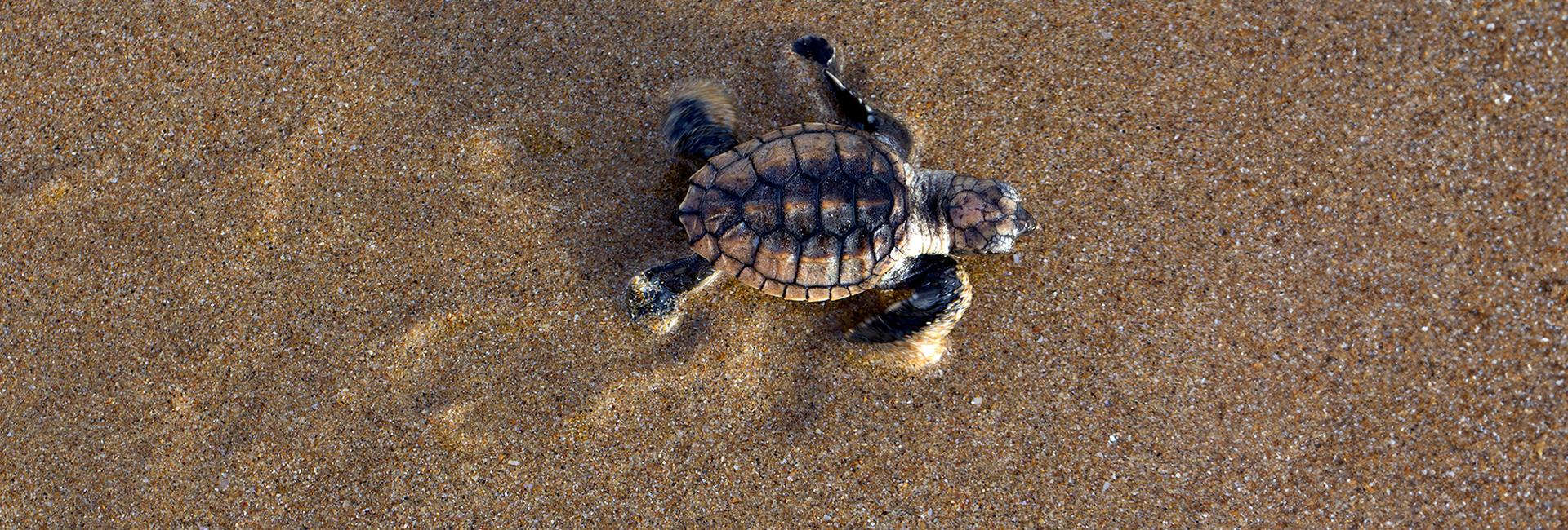 Turtle Conservation Holidays