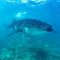 World Whale Shark Day 2017! Wild Population Numbers Of This Elusive Species Are Unknown!