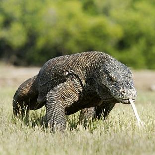 Komodo Dragons - Find Out More About The Star Of Our New Tour
