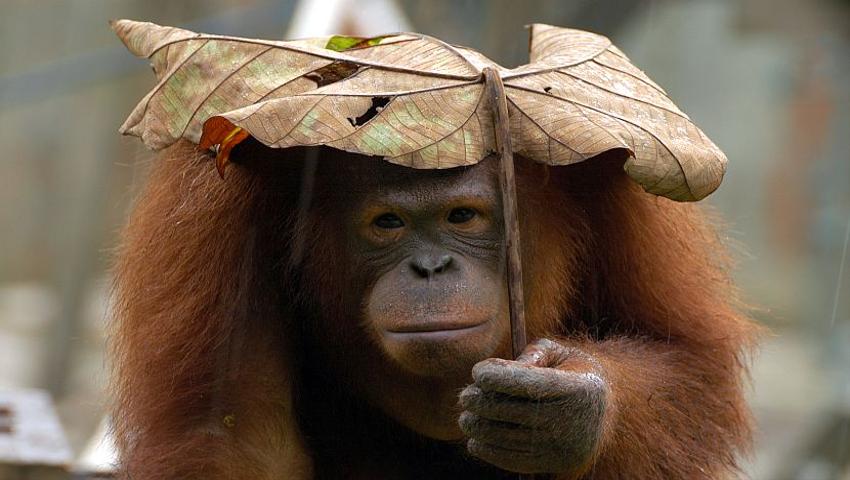 APE Malaysia Need Your Donations For The Sumatran Orangutans And Sun Bears!