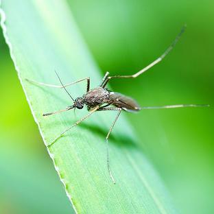 World Mosquito Day 2017 - Our Tips To Avoid The Pests When Travelling 