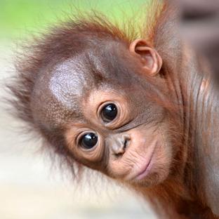 3 Baby Orangutans Rescued Already in 2021