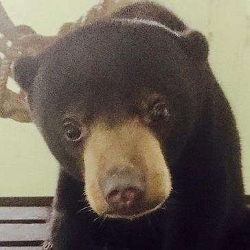 Sun Bear Rescue At Matang Wildlife Centre!