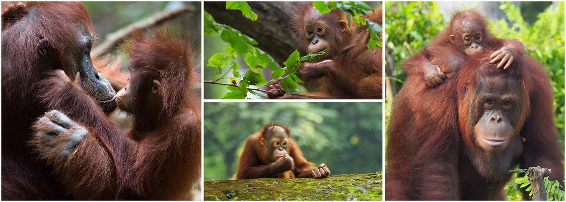 Orangutan Awareness Week 2023