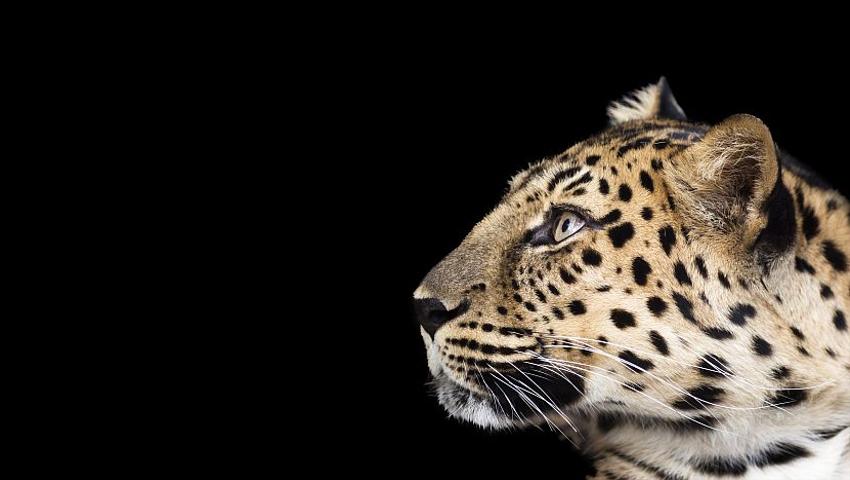 Rescued black leopard dies; wildlife officials yet to determine cause of  death
