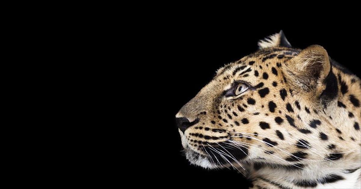 16 Endangered Animals: A Timeline | The Great Projects