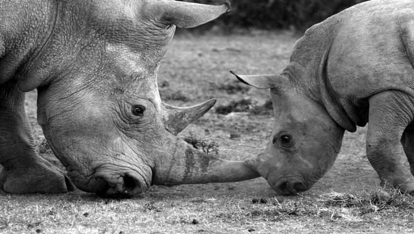 World Rhino Day - Extinction by 2026?