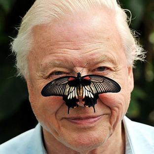 Happy 94th Birthday, David Attenborough!