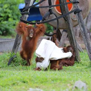 My Authentic Orangutan Volunteering Experience!