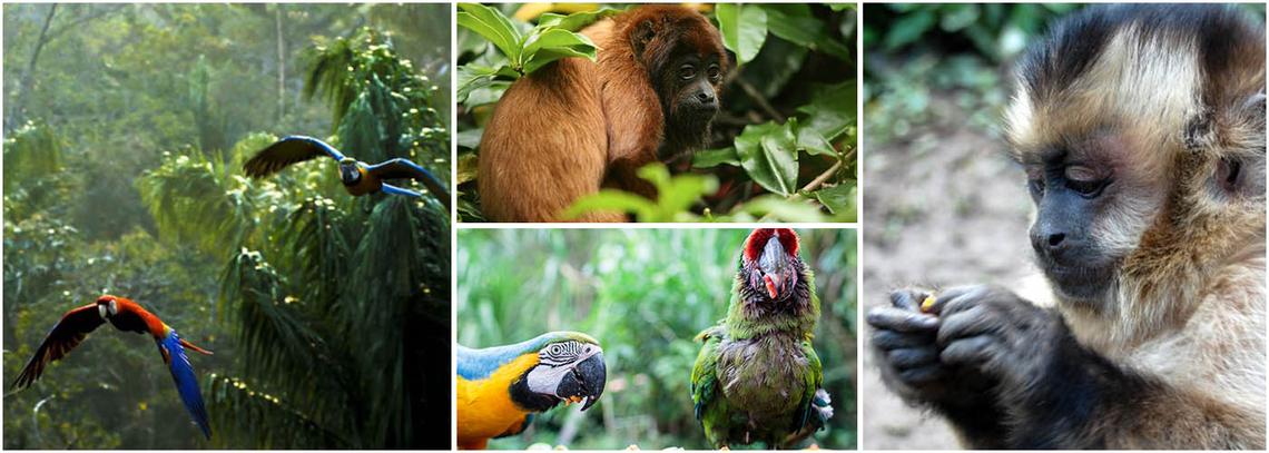 Volunteer at the Bolivia Wildlife Sanctuary | The Great Projects