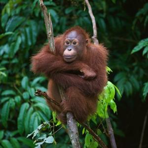 The Great Orangutan and Pygmy Elephant Project