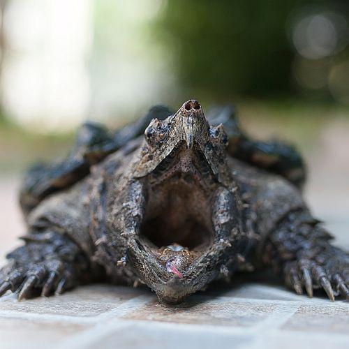 Snapping Turtle Information