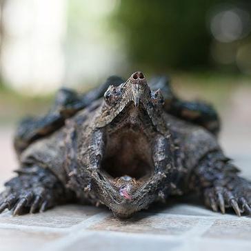 Snapping Turtles - Learn More About These Unique Animals? 