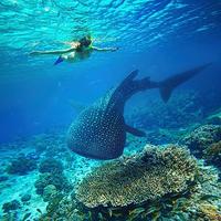 International Whale Shark Day - A Majestic Species At Risk...Due To Tourism?