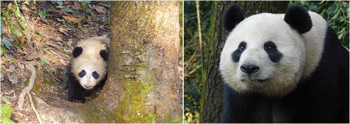 Panda Conservation Volunteer Projects