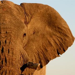World Elephant Day 2017 - 104 Elephants Die A Day!