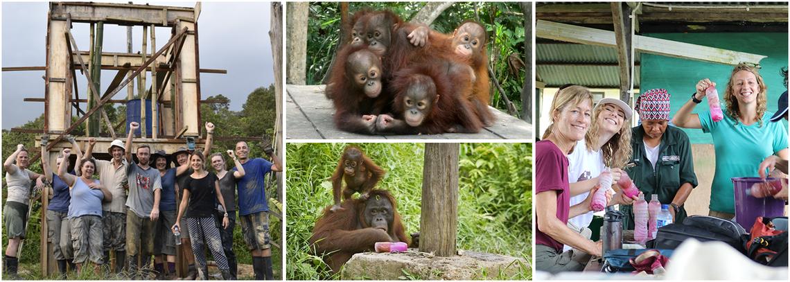 Samboja Lestari Orangutan Volunteer Project