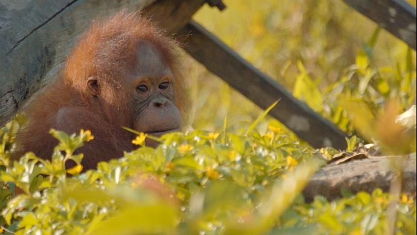 Check Out This Incredible Video Filmed At Our Samboja Lestari Orangutan Volunteer Project!