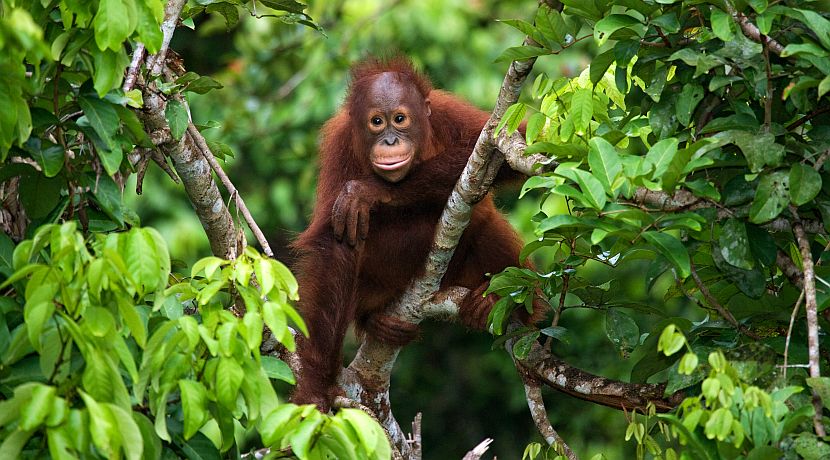 Orangutan Volunteering Trips In Borneo | The Great Projects