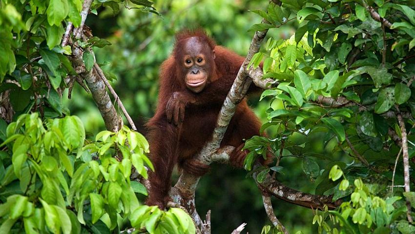 Which Orangutan Project Is Right For Me?
