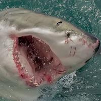 The Great White Shark Project