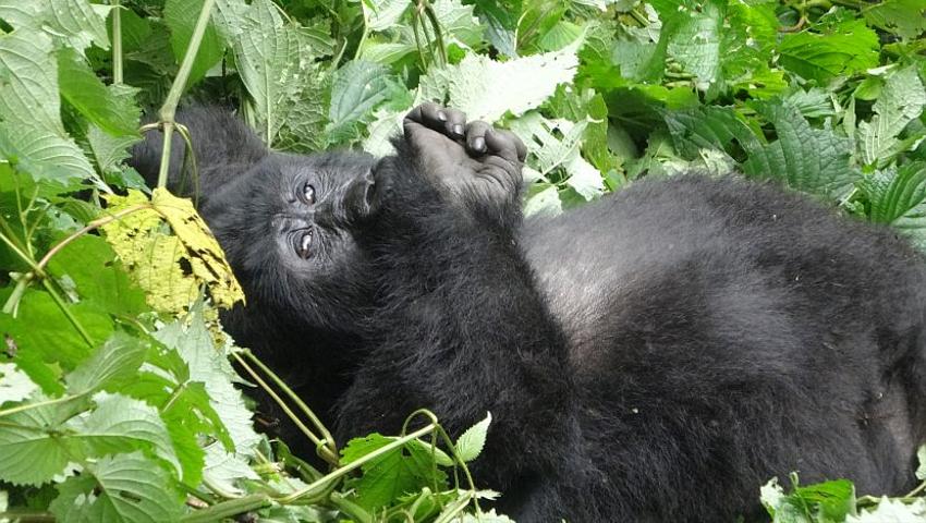 Volunteer Work with Mountain Gorillas in Uganda