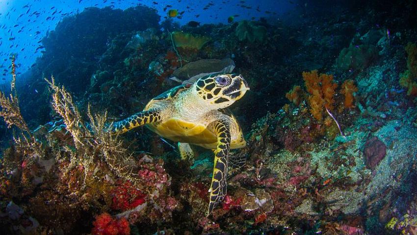 Our Top 7 Turtle Facts! How Many Did You Know? 