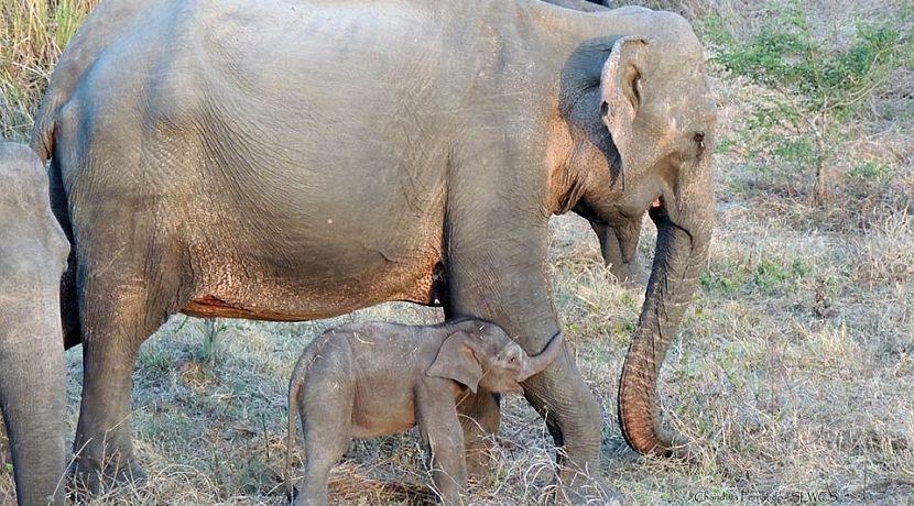 Meet Lorna, The Great Elephant Project's Adorable New Arrival!