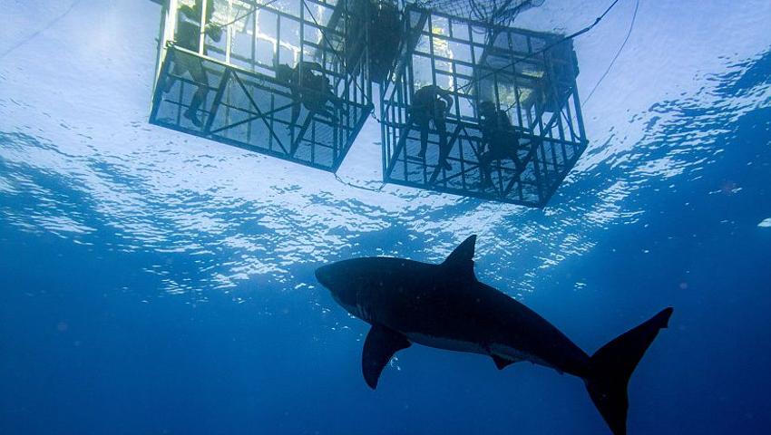8 Things You Need To Know To Survive Your Shark Diving Experience! 