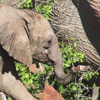 Desert Elephants in Namibia – An Unfortunate Snare Incident