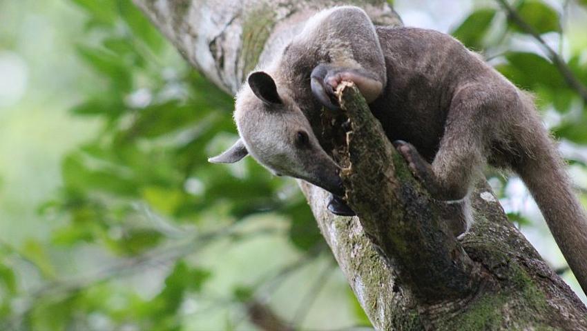 Welcome To The Jungle - Read Leanne's Account About Of The Sloth Conservation And Wildlife Experience!