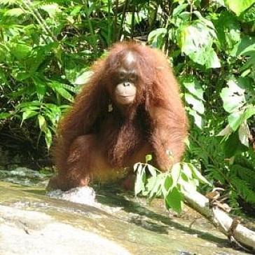 Ting San Spotted by the Orangutan Sanctuary