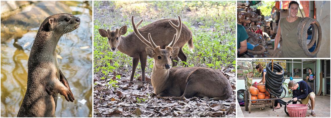 Laos Wildlife Sanctuary | The Great Projects Laos Wildlife Sanctuary | The Great Projects