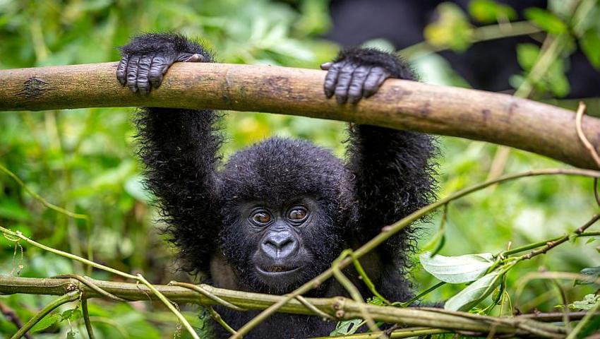 Why Are Gorillas Endangered?