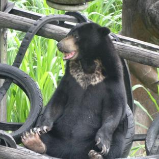 Sun Bears At Samboja - An Update!