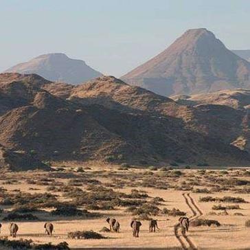 Desert Elephants in Namibia
