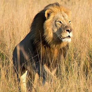 ​Xanda, Son Of Cecil The Lion, Shot Dead By Trophy Hunter
