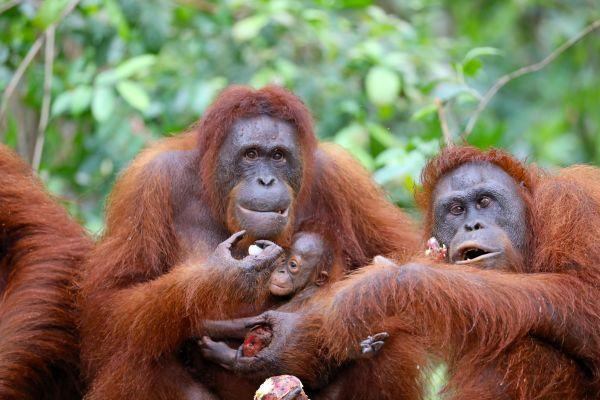 Orangutans at the Nyaru Menteng Orangutan Sanctuary