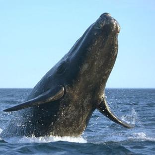 When Should I Go To The Azores To See The Whales?