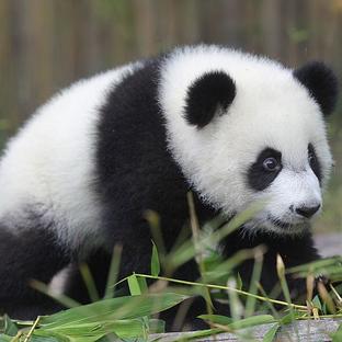 How Much Do You Know About The Giant Panda? Our Top 5 Panda Facts! 