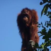 Want To Know More About Orangutan Holidays?