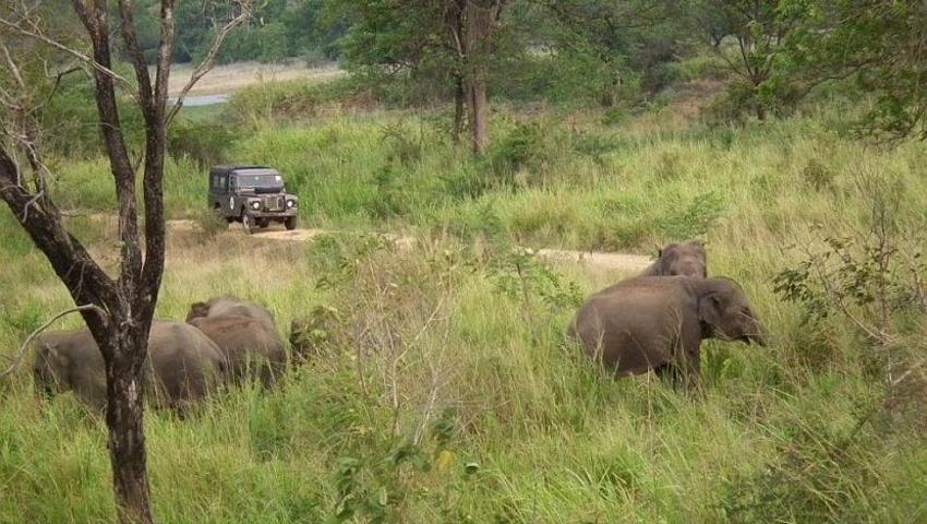 Elephant Volunteer Research in Wasgamuwa
