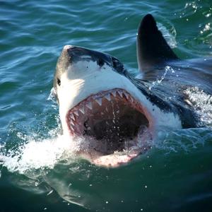 The Great White Shark Project