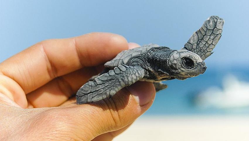 Turtle Season In Costa Rica - Why Now Is A Vital Time To Volunteer
