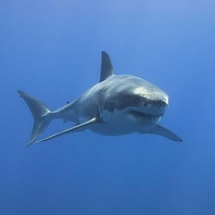 The Great White Shark Project - 2023 Sightings