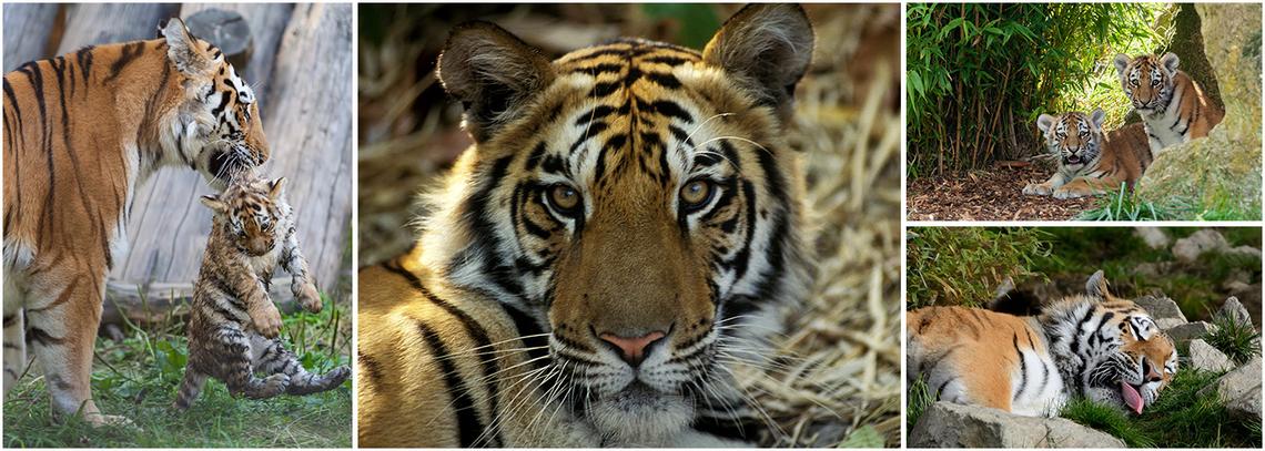 Tiger Conservation in India | The Great Projects
