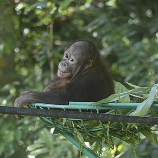The Baby Orangutans At Samboja Enjoy Their New Volunteer Built Playground!